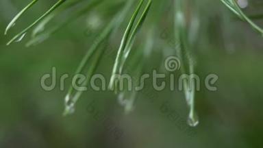 在绿松针上用新鲜的绿色铜空间合上雨滴。 针叶常<strong>青松</strong>的抽象背景